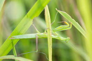 Mantis religiosa (Mantidae)  - Mante religieuse - Praying Mantis Meuse [France] 26/07/2013 - 330m