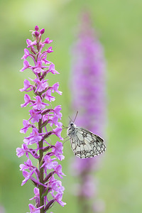 Melanargia galathea (Nymphalidae)  - Demi-Deuil, Échiquier, Échiquier commun, Arge galathée Marne [France] 05/07/2013 - 220m