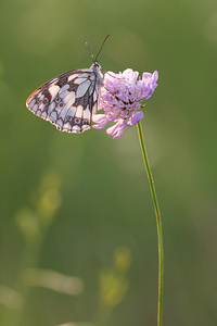 Melanargia galathea (Nymphalidae)  - Demi-Deuil, Échiquier, Échiquier commun, Arge galathée Meuse [France] 26/07/2013 - 340m