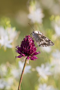 Melanargia galathea (Nymphalidae)  - Demi-Deuil, Échiquier, Échiquier commun, Arge galathée Meuse [France] 27/07/2013 - 330m