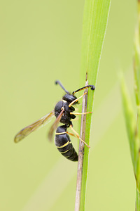 Odynerus spinipes (Vespidae)  - Spiny Mason Wasp Marne [France] 05/07/2013 - 220m