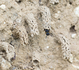 Odynerus spinipes (Vespidae)  - Spiny Mason Wasp Marne [France] 05/07/2013 - 210m