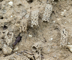 Odynerus spinipes (Vespidae)  - Spiny Mason Wasp Marne [France] 05/07/2013 - 210m