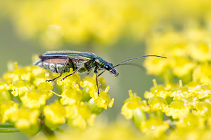 Oedemera nobilis (Oedemeridae)  - Cycliste maillot-vert, Cycliste émeraude, Oedemère noble Nord [France] 14/07/2013 - 10m