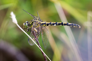 Onychogomphus forcipatus (Gomphidae)  - Gomphe à forceps, Gomphe à pinces Meuse [France] 26/07/2013 - 330m