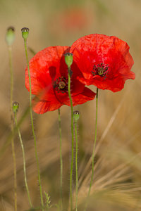 Papaver rhoeas (Papaveraceae)  - Coquelicot, Grand coquelicot, Pavot coquelicot - Common Poppy Marne [France] 07/07/2013 - 140m