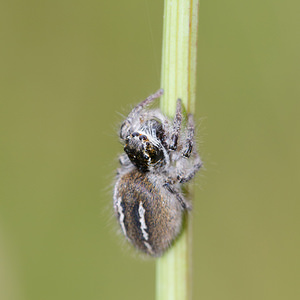 Philaeus chrysops (Salticidae)  - Saltique sanguinolent Meuse [France] 26/07/2013 - 340m