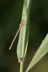 Platycnemis pennipes (Platycnemididae)  - Agrion à larges pattes, Pennipatte bleuâtre - White-legged Damselfly, Blue featherleg Pas-de-Calais [France] 21/07/2013 - 40m