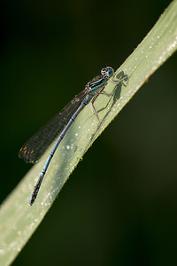 Platycnemis pennipes (Platycnemididae)  - Agrion à larges pattes, Pennipatte bleuâtre - White-legged Damselfly, Blue featherleg Pas-de-Calais [France] 21/07/2013 - 40m