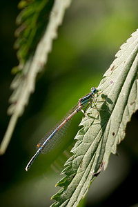 Platycnemis pennipes (Platycnemididae)  - Agrion à larges pattes, Pennipatte bleuâtre - White-legged Damselfly, Blue featherleg Pas-de-Calais [France] 21/07/2013 - 40m