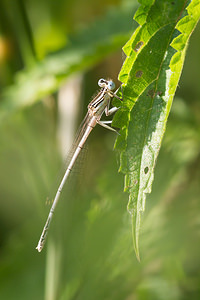 Platycnemis pennipes (Platycnemididae)  - Agrion à larges pattes, Pennipatte bleuâtre - White-legged Damselfly, Blue featherleg Pas-de-Calais [France] 21/07/2013 - 40m