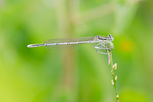 Platycnemis pennipes (Platycnemididae)  - Agrion à larges pattes, Pennipatte bleuâtre - White-legged Damselfly, Blue featherleg Meuse [France] 26/07/2013 - 330m