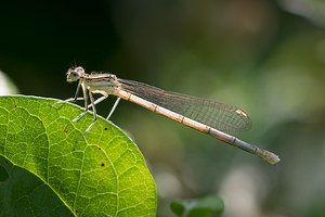 Platycnemis pennipes (Platycnemididae)  - Agrion à larges pattes, Pennipatte bleuâtre - White-legged Damselfly, Blue featherleg Meuse [France] 26/07/2013 - 340m