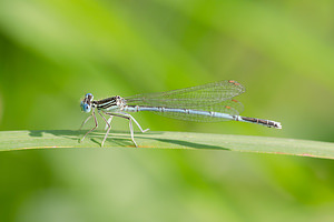 Platycnemis pennipes (Platycnemididae)  - Agrion à larges pattes, Pennipatte bleuâtre - White-legged Damselfly, Blue featherleg Meuse [France] 27/07/2013 - 260m