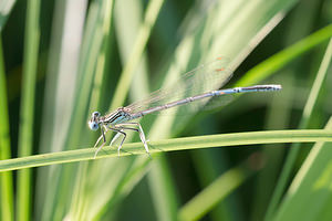 Platycnemis pennipes (Platycnemididae)  - Agrion à larges pattes, Pennipatte bleuâtre - White-legged Damselfly, Blue featherleg Meuse [France] 27/07/2013 - 260m