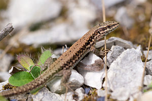 Podarcis muralis (Lacertidae)  - Lézard des murailles - Common Wall Lizard Meuse [France] 26/07/2013 - 340m