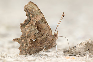 Polygonia c-album (Nymphalidae)  - Robert-le-diable - Comma Marne [France] 07/07/2013 - 130m