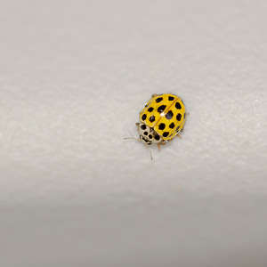 Psyllobora vigintiduopunctata (Coccinellidae)  - Coccinelle à 22 points - 22-spot Ladybird Nord [France] 14/07/2013 - 10m