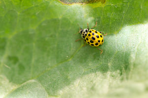Psyllobora vigintiduopunctata (Coccinellidae)  - Coccinelle à 22 points - 22-spot Ladybird Nord [France] 14/07/2013 - 10m