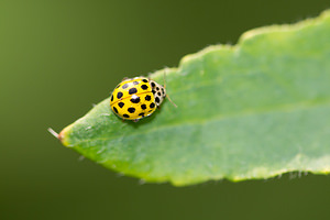 Psyllobora vigintiduopunctata (Coccinellidae)  - Coccinelle à 22 points - 22-spot Ladybird Nord [France] 14/07/2013 - 10mpronotum exceptionnellement blanc sur ce sujet