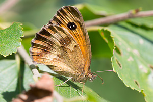 Pyronia tithonus (Nymphalidae)  - Amaryllis, Satyre tithon, Titon - Gatekeeper Aisne [France] 28/07/2013 - 70m