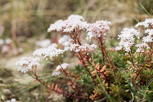 Sedum album (Crassulaceae)  - Orpin blanc - White Stonecrop Nord [France] 14/07/2013 - 10m