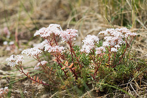 Sedum album (Crassulaceae)  - Orpin blanc - White Stonecrop Nord [France] 14/07/2013 - 10m