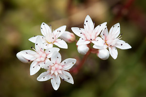 Sedum album (Crassulaceae)  - Orpin blanc - White Stonecrop Nord [France] 14/07/2013 - 10m