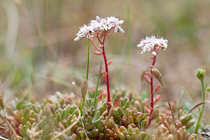 Sedum album (Crassulaceae)  - Orpin blanc - White Stonecrop Nord [France] 14/07/2013 - 10m