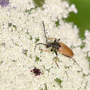 Stictoleptura rubra (Cerambycidae)  - Lepture cardinale (femelle), Lepture papale (mÃ¢le), Lepture rouge Meuse [France] 27/07/2013 - 320mm?le (elytres fauves et pronotum noir)