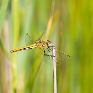 Sympetrum fonscolombii (Libellulidae)  - Sympétrum de Fonscolombe - Red-veined Darter Nord [France] 14/07/2013