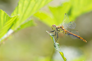 Sympetrum sanguineum (Libellulidae)  - Sympétrum sanguin, Sympétrum rouge sang - Ruddy Darter Aisne [France] 28/07/2013 - 80m