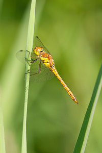 Sympetrum striolatum (Libellulidae)  - Sympétrum fascié - Common Darter Nord [France] 14/07/2013