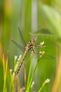 Sympetrum striolatum (Libellulidae)  - Sympétrum fascié - Common Darter Nord [France] 14/07/2013