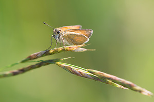 Thymelicus lineola (Hesperiidae)  - Hespérie du Dactyle, Hespérie europénne (au Canada), Ligné, Hespérie orangée - Essex Skipper Meuse [France] 27/07/2013 - 330m