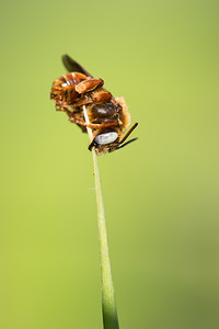 Trachusa byssina (Megachilidae)  Pas-de-Calais [France] 21/07/2013 - 40m