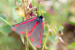 Tyria jacobaeae (Erebidae)  - Goutte-de-sang , Carmin - Cinnabar Nord [France] 14/07/2013 - 10m