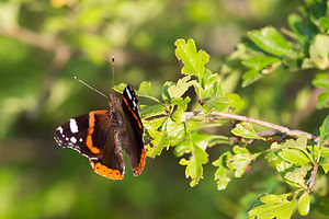 Vanessa atalanta (Nymphalidae)  - Vulcain, Amiral, Vanesse Vulcain, Chiffre, Atalante - Red Admiral Meuse [France] 27/07/2013 - 340m