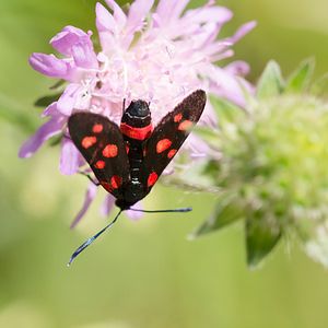 Zygaena ephialtes (Zygaenidae)  - Zygène de la Coronille variée, Zygène de la Coronille - Billowing Burnet Meuse [France] 27/07/2013 - 320m