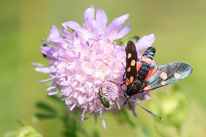 Zygaena ephialtes (Zygaenidae)  - Zygène de la Coronille variée, Zygène de la Coronille - Billowing Burnet Meuse [France] 27/07/2013 - 320m