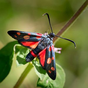 Zygaena ephialtes (Zygaenidae)  - Zygène de la Coronille variée, Zygène de la Coronille - Billowing Burnet Meuse [France] 27/07/2013 - 310mforme peucedanoides