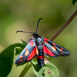 Zygaena ephialtes (Zygaenidae)  - Zygène de la Coronille variée, Zygène de la Coronille - Billowing Burnet Meuse [France] 27/07/2013 - 310m