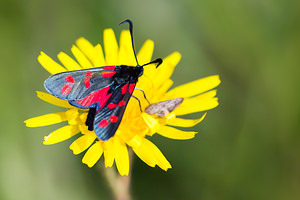 Zygaena filipendulae (Zygaenidae)  - Zygène du Pied-de-Poule, Zygène des Lotiers, Zygène de la Filipendule - Six-spot Burnet Nord [France] 14/07/2013 - 10m