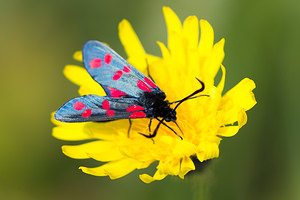 Zygaena filipendulae (Zygaenidae)  - Zygène du Pied-de-Poule, Zygène des Lotiers, Zygène de la Filipendule - Six-spot Burnet Nord [France] 14/07/2013 - 10m