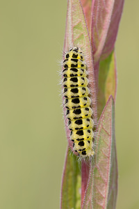 Zygaena filipendulae (Zygaenidae)  - Zygène du Pied-de-Poule, Zygène des Lotiers, Zygène de la Filipendule - Six-spot Burnet Nord [France] 14/07/2013 - 10m