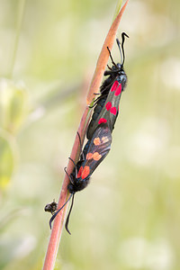 Zygaena filipendulae (Zygaenidae)  - Zygène du Pied-de-Poule, Zygène des Lotiers, Zygène de la Filipendule - Six-spot Burnet Nord [France] 14/07/2013 - 10m