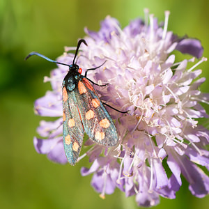 Zygaena filipendulae (Zygaenidae)  - Zygène du Pied-de-Poule, Zygène des Lotiers, Zygène de la Filipendule - Six-spot Burnet Meuse [France] 27/07/2013 - 320m