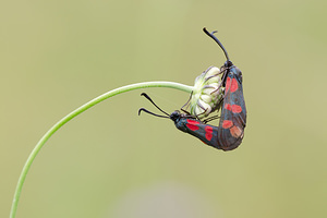 Zygaena transalpina hippocrepidis (Zygaenidae)  - Zygène de lHippocrépide Meuse [France] 26/07/2013 - 340m