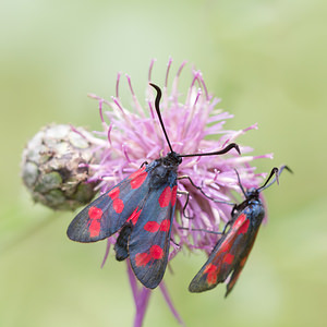 Zygaena transalpina hippocrepidis (Zygaenidae)  - Zygène de lHippocrépide Aisne [France] 28/07/2013 - 110m