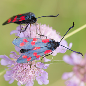 Zygaena transalpina hippocrepidis (Zygaenidae)  - Zygène de lHippocrépide Aisne [France] 28/07/2013 - 110m